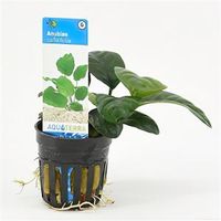 Anubias barteri coffeefolia - 6 stuks - aquarium plant