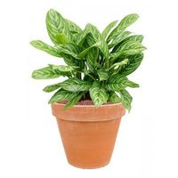 Plant in Pot Aglaonema Stripes 65 cm kamerplant in Terra Cotta Antiek 35 cm bloempot - thumbnail