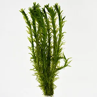 Waterpest / Elodea densa