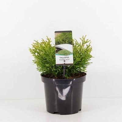 Thujopsis dolabrata nana - Warentuin natuurlijk