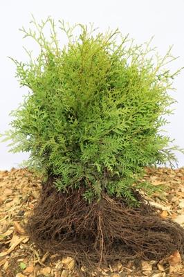 Groene haagconifeer