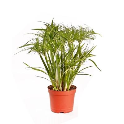 Cyperus Papyrus &apos;Percamentus&apos; (Parapluplant) P 15 cm