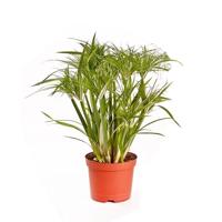 Cyperus Papyrus 'Percamentus' (Parapluplant) P 15 cm Cyperus Papyrus 'Percamentus' (Parapluplant) P 15 cm