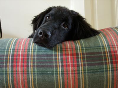 Dog's Companion® Hondenbed cornwall small