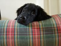 Dog's Companion® Hondenbed cornwall small