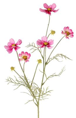 Cosmea Cosmos bipinnatus met 5 bloemen 3 knoppen & 7 bladtoeven 72 cm - Top art