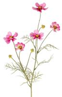 Cosmea Cosmos bipinnatus met 5 bloemen 3 knoppen & 7 bladtoeven 72 cm - Top art
