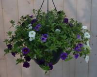 Hangplant Petunia Million Bells diverse kleuren Warentuin Natuurlijk - Warentuin natuurlijk