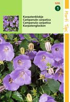 Campanula Carpatica blauw - Hortitops