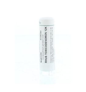 Rhus toxicodendron 12K