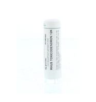 Rhus toxicodendron 12K