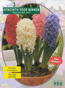 Hyacint (voor binnen)
