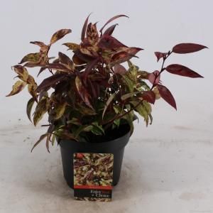 Druifheide (Leucothoe walteri “Rainbow”) heester - 20-25 cm - 6 stuks