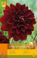 Dahlia arabian night 1st bloembol zomer Dahlia JUB - Jub