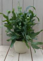 Blauwvaren Phlebodium in creme pot 30 cm Warentuin Natuurlijk - Warentuin natuurlijk