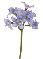 Lycoris Spinlelie met 9 polyester bloemen 48 cm recycled kunstbloem Top Art - Top art