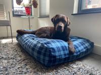 Dog's Companion® Hondenkussen fleece cosy blue Dog's Companion® Hondenkussen fleece cosy blue
