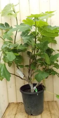 Vijg struik 100 cm Ficus Warentuin Natuurlijk - Warentuin natuurlijk Vijg struik 100 cm Ficus Warentuin Natuurlijk - Warentuin natuurlijk