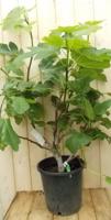 Vijg struik 100 cm Ficus Warentuin Natuurlijk - Warentuin natuurlijk