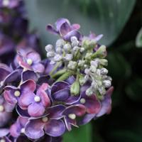 Kunst Seringentak 67cm Paars