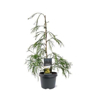 Chamaecyparis law. Golden Sprinklers 40-50 cm Conifeer - Warentuin natuurlijk