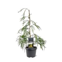 Chamaecyparis law. Golden Sprinklers 40-50 cm Conifeer - Warentuin natuurlijk
