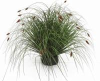 Kattestaart mini 55 cm - Hortus