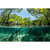 Inductiebeschermer - Mangrove - 76x52 cm - thumbnail