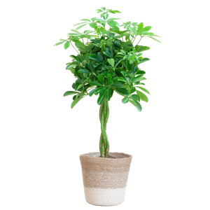 Schefflera Arab Nora met Mand Lissabon wit - 70cm - Ø21