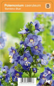 Vips Polemonium caeruleum Bambino Blue - Jacobsladder