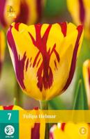 Tulp Helmar 7 bollen