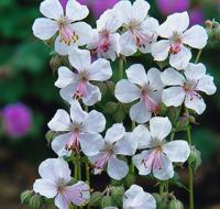 Geranium cantabrigiense Biokovo Samplant - Samplant