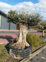 Reuze Olijfboom Olea 300 cm XXXL - Warentuin natuurlijk