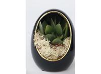 Echeveria in decorative egg black/gold - set of 2