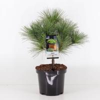 Pinus strobus blue shag radiata - Warentuin natuurlijk