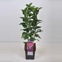 Sering (syringa vulgaris "Charles Joly") - 50-70 cm - 1 stuks