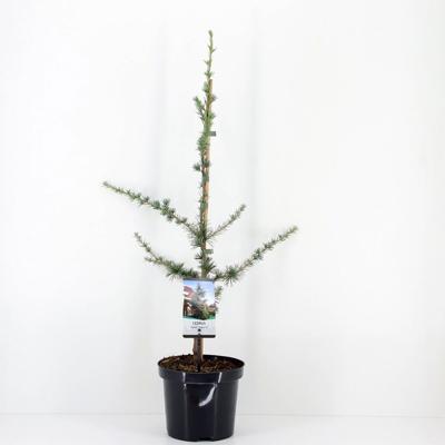 Cedrus libani glauca 75 cm - Warentuin natuurlijk
