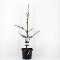 Cedrus libani glauca 75 cm - Warentuin natuurlijk