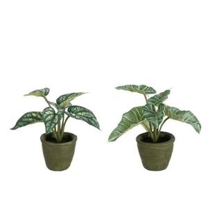 J-Line Anthurium|Olifantsoor In Pot Plastiek Groen Assortiment Van