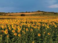 Zonnebloemen veld 70x50cm Tuinschilderij - Customize it