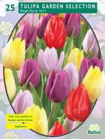 Tulp