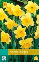 Narcissus Carlton 4 bollen - Jub