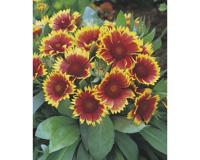 Gaillardia Kobold vaste plant Griffioen - Griffioen