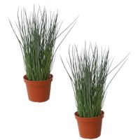 Set van 2x stuks groene grasplant Pennisetum kunstplanten in bruine kunststof pot 29 cm - thumbnail