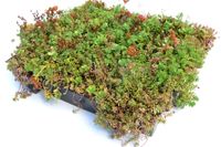 Groendak Sedum 54x54cm - thumbnail