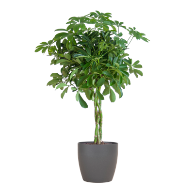 Schefflera Arab Nora met Viber grijs - 70cm - Ø21