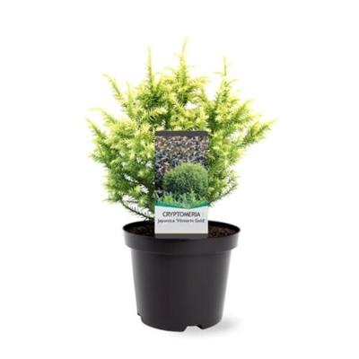 Cryptomeria jap. Vilmorin Gold 20-25 cm Conifeer - Warentuin natuurlijk