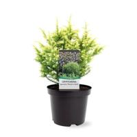 Cryptomeria jap. Vilmorin Gold 20-25 cm Conifeer - Warentuin natuurlijk