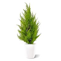 Conifeer kunstplant 45cm - geel/groen