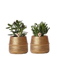 Kolibri Greens | Succulenten set van 2 planten in gouden groove sierpotten - keramiek potmaat Ø9cm